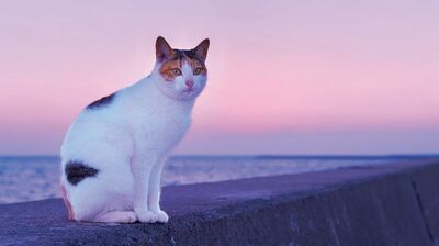 小西良太郎「神田川」の作詞家・喜多條忠（まこと）が「猫」を遺して逝った。「相棒に先立たれた無念は、胸に刺さったまま」