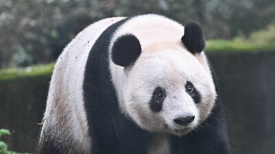 上野のパンダ・シャンシャン一家に会いに中国・四川省へ。近くの陝西省には、飼育下では世界唯一だという茶色いパンダ「チーザイ」も!