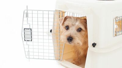 自然災害に備え、飼い主がペットのためにできること〈マイクロチップの装着〉〈ワクチン接種〉〈キャリーケースに慣れさせる〉