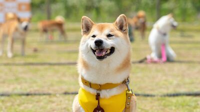 『シバのおきて』リハーサルにはぬいぐるみ、柴犬・福助は３頭体制…犬ファーストの撮影現場
