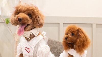 Googleトレンドで見る、いま人気の犬種ランキングTOP10！1位は小型犬？それとも大型犬？チワワの名前の由来は？