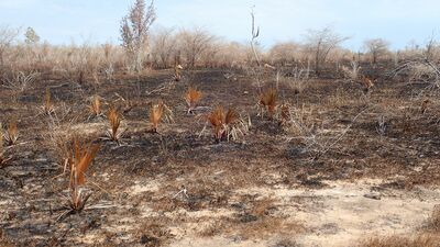 持続性の高い焼畑農業がなぜ熱帯雨林を破壊したのか？ 温暖化の影響と世界中で森林の消失が止まらない理由