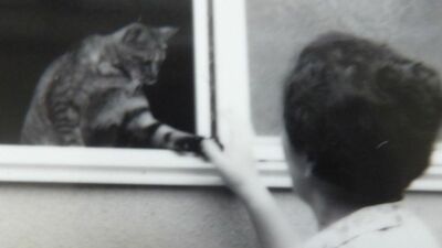 人懐っこくて優しい愛猫・チロ。ところがある日、父の車のタイヤを前にすると、全身の毛を逆立てて威嚇し始め…