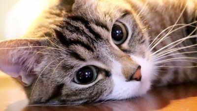 今人気の猫ランキングをGoogleトレンドで調べてみた！TOP10にランクインしたのはどんな猫？1位はまさかの…