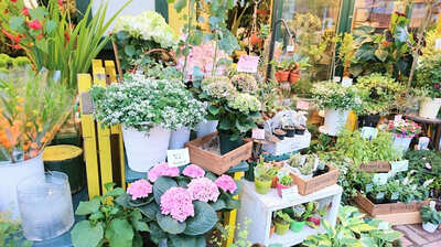 園芸家・いとうせいこう流＜ワンコインの楽しみ方＞「多彩に品種改良されたあの花をオール100円で5種類購入。室内ビニールハウスの最上段に置いて…」