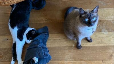 青木さやか「大晦日から正月にかけて、わたしはひとりだ。近年いつもと生活を変えないことにしている」