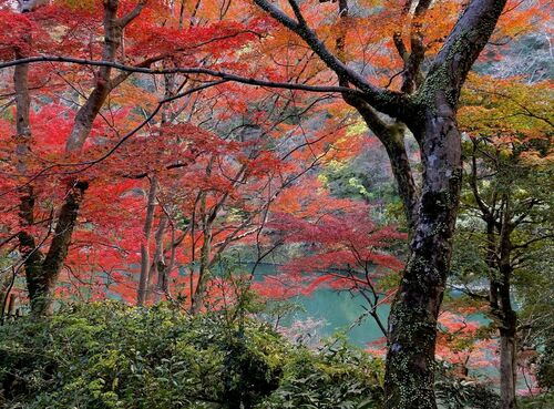 小倉山のふもとから見る大堰川