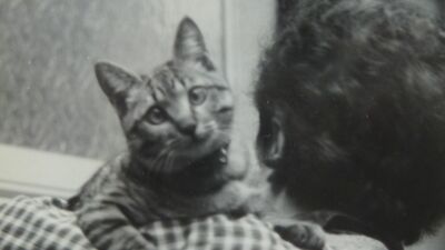 向かいのアパートに空き巣が入った。警察の鑑識作業を見ていると、なぜかそこに我が家の愛猫がいて… 