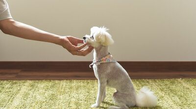「心の現在地を知る」ことは＜ペットロス＞を乗り越える大切なアプローチ。＜愛する存在を失った悲しみ＞が癒えるまでの「５つの心のステップ」とは…
