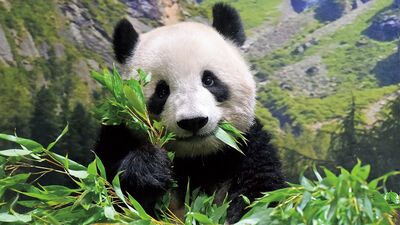 上野動物園、双子パンダは2歳！シャオシャオの背中が緑なのはなぜ？