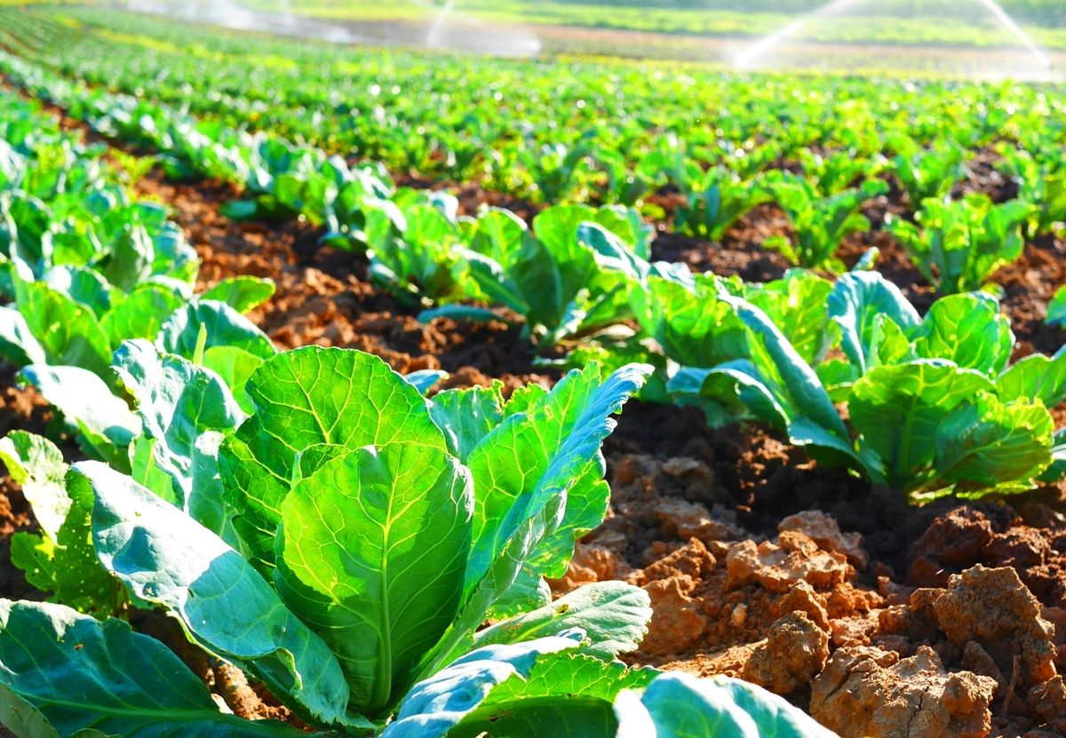 10. 健康全般を改善するニンニク