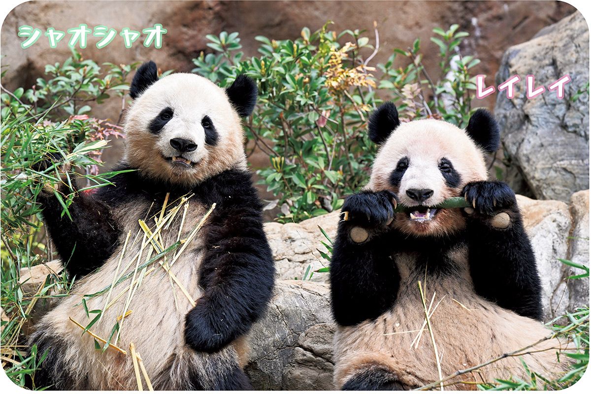上野動物園の双子パンダ、シャオシャオとレイレイ、3歳を前に、母