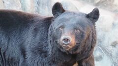 ツキノワグマに大怪我を負わされた群馬県の男性。襲われた現場では、近年明らかな変化が起きていて…「遠目に見たことは何回もある。だけど実際に接触したのは初めて」