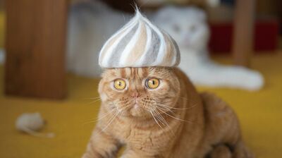 猫の抜け毛で、個性的な帽子を。テントウムシから鬼滅の煉獄さんまで、無理難題も楽しい〈遊び心の達人たち・２〉