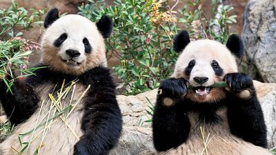 上野動物園の双子パンダ、シャオシャオとレイレイ、3歳を前に、母・シンシンからひとり立ちへ