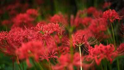 お彼岸の中日、落ちていた枝に足を取られた70代位の女性に思わずかけた言葉とは？優しかった亡き母に、諭されたような気がして