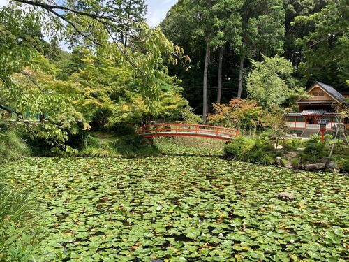 境内にある鯉沢池の眺め