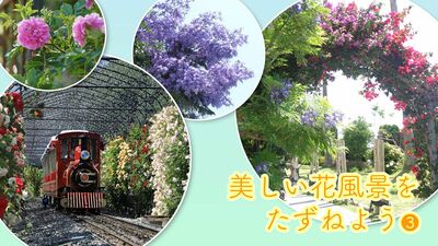 春は「花旅」のベストシーズン。花旅コーディネーターが選ぶ、この春おすすめ美しい風景を満喫できる花の鑑賞スポット８選！＜静岡・滋賀＞