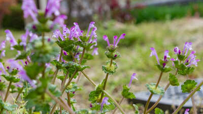 花から人気の昆虫「ハチ」呼び寄せるため、蜜をたっぷり用意するけど…ホトケノザにある「他の虫の侵入を防ぐ仕組み」とは