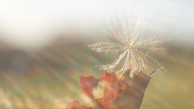 数年前我が家の軒下に芽を出した見知らぬ植物。調べてみると、幸せをもたらす〈ケサランパサラン〉の正体とも言われていて