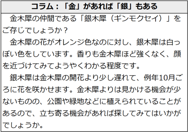 コラム：「金」があれば「銀」もある。金木犀の仲間である「銀木犀（ギンモクセイ）」をご存じでしょうか？金木犀の花がオレンジ色なのに対し、銀木犀は白っぽい色をしています。香りも金木犀ほど強くなく、顔を近づけてみてようやくわかる程度です。銀木犀は金木犀の開花より少し遅れて、例年10月ごろに花を咲かせます。金木犀よりは見かける機会が少ないものの、公園や緑地などに植えられていることがあるので、立ち寄る機会があれば探してみてはいかがでしょうか。