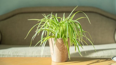 夏に起こりがちな＜園芸あるある＞とは？いとうせいこう「あまりの暑さで『こいつも水を飲みたいだろう』と調子の悪い鉢に水をやりすぎた結果…」