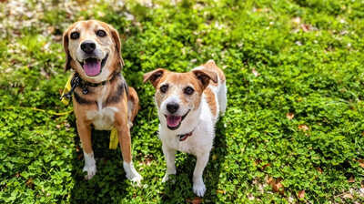 愛犬を亡くした獣医師が初めて知った<ペットロス>の苦しみ。経験を経て飼い主に伝えたいこととは…