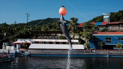 鹿児島県「志布志湾大黒イルカランド」海鮮市場と量り売りの磯釣りコーナーがある珍しい水族館