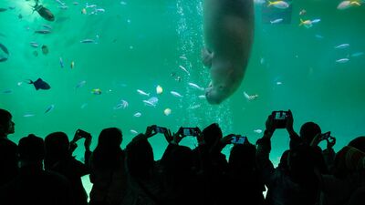 来年開業70年！飼育動物数国内ナンバーワンの水族館は？世界的に希少なジュゴンや「郵便ポストのラッコ」などで来館者を魅了