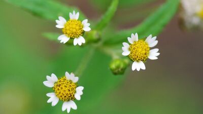 NHK朝ドラ『らんまん』主人公の植物学者・牧野富太郎。小学校退学後は独学で研究、やがて東大で働いた彼が「学問であまり苦労したことはない」と語った理由とは