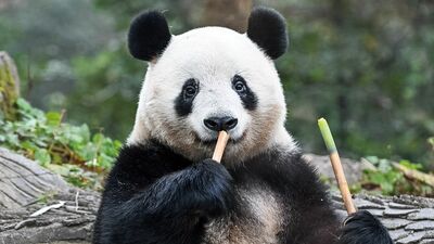 上野生まれのパンダ・シャンシャンに会いに中国四川省へ。24年9月に返還されたリーリーとシンシンも一般公開開始!