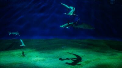 野辺地ジョージ　サメファンの聖地・茨城県「アクアワールド大洗」シロワニ、ドタブカ、シュモクザメが優雅に泳ぐ