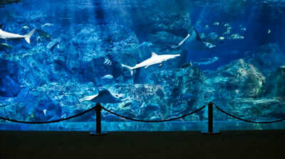 水族館の水槽はどのように管理されている？汚れた水を綺麗にするための仕組みとは。館内が暗いのには理由があって…