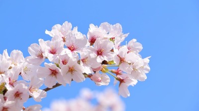 桜はただ愛でるだけではもったいない。「戦争の象徴」にもなった波乱万丈な歴史とは…
