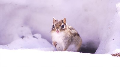 アルツハイマー病特有の繊維に抵抗した報告も!長生きで健康な<冬眠動物>が持つ不思議な力とは?