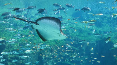 水族館の水槽は弱肉強食の極致。大水槽の小魚は餌としても食べられることも。それでも食いつくされない理由は…