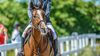61歳で乗馬を始めて12年。クラブで2番目の古株であるにもかかわらず、初心者向けの老馬とタッグを組まされて…