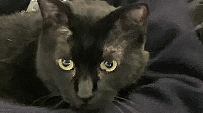 87歳・田村セツコが語る猫の魅力。「しなやかであったかい温もりを感じる。どうしてこんな動物がいるのかって感心しちゃう」