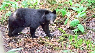 クマと目があった瞬間の凄まじい緊張感。9回襲われ生還した男性が無意識に実践していた「視線から逃れる方法」とは…