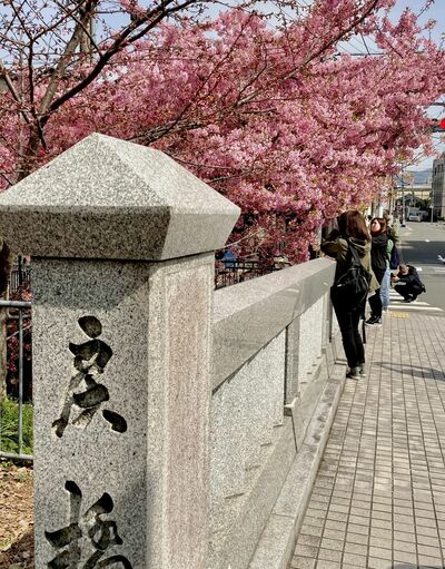 一条戻橋と河津桜の写真