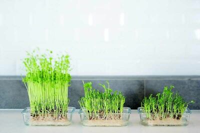 物価高でも家計にうれしい！1パックで3回楽しめる「豆苗」。鮮度を見極めるポイントと失敗しない再生栽培のコツ