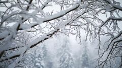 戦争から帰還した父は、雪が降ると豹変した。家中の窓を開け払い「シベリアの強制労働を思い出す。生きて日本に帰るのだと闘志が湧く」と言って…
