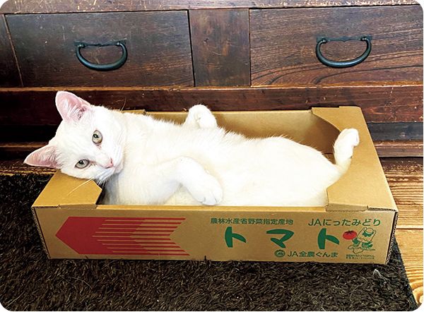 猫ホイホイか！ 面白いほど箱に入るニャンコたち 連載：ひぐちさんちの