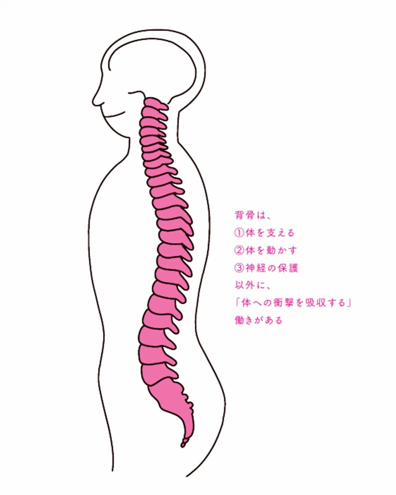 2ページ目）脳の機能上硬くなりがちな＜背中と腰＞のカンタン運動法