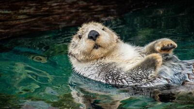 いつの間に!? 日本で「ラッコ」が見られるのは鳥羽水族館だけになっていた。その理由とは?