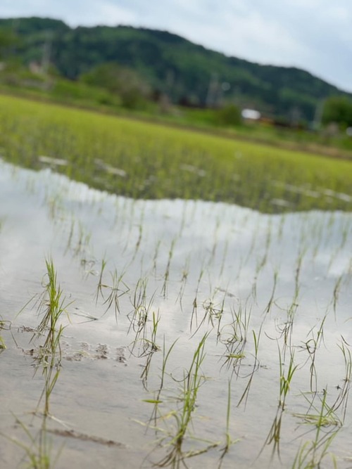 苗を植えた田んぼ