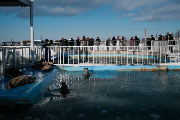 黄金の夕日を浴びるワモンアザラシ、ゴマフアザラシとそれを観に来た観客（オホーツクとっかりセンターアザラシランド）（C）2015〜2024 George Nobechi