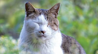 ネコは孤独を愛する生き物？SNSで話題のネコ坊主さんがみた、寂しがり屋で甘えん坊な姿とは