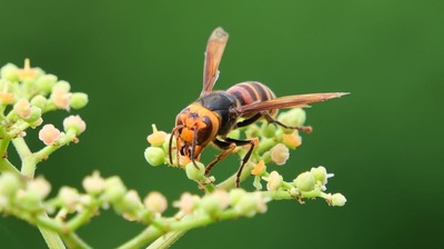 スズメバチの黄色と黒は、ただの模様じゃない。「色」は動植物が生き延びるための生存戦略