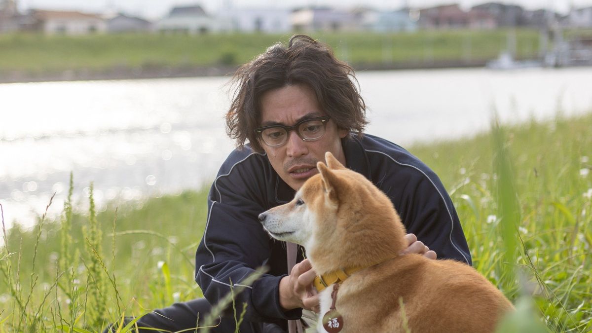 柴犬 ドラマ
